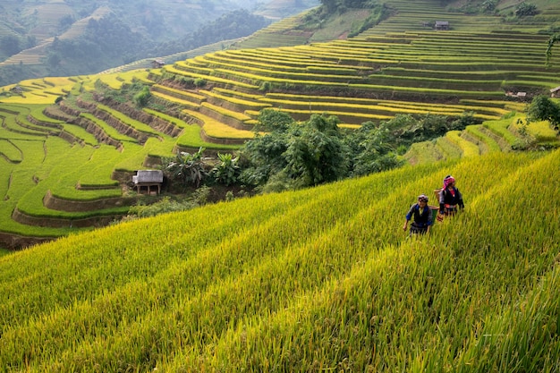 Riso di montagna che pianta le risaie sulla terrazza del villaggio di Cang Chai, Vietnam. Paesaggio del Vietnam.