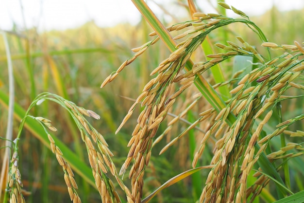 Riso di risaia d'oro in campo