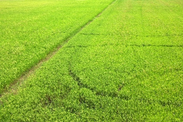 Riso nel campo in attesa del raccolto