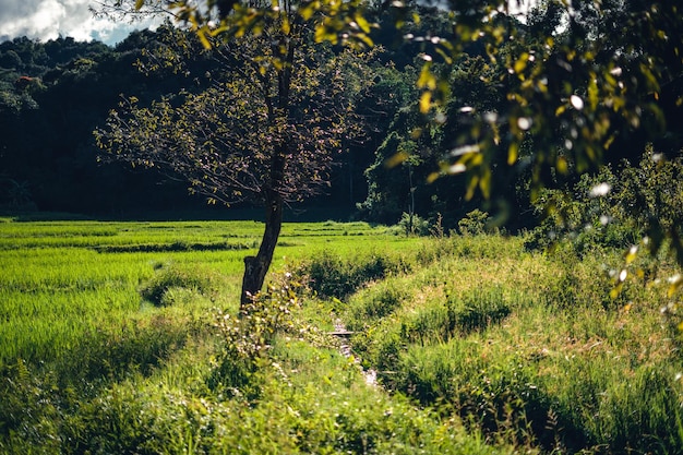 Riso verde con luce della sera