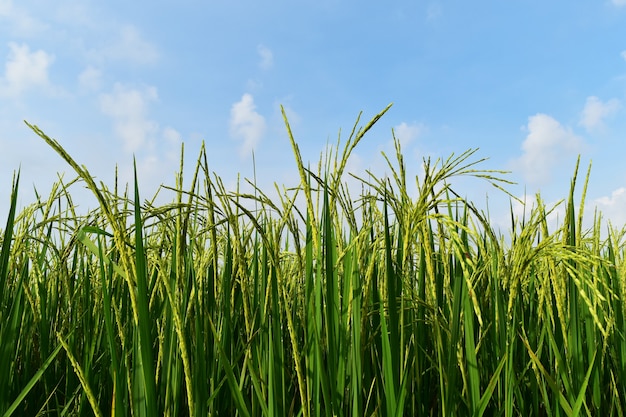 riso verde in campo di riso