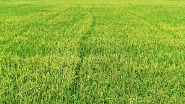 Riso verde in campo per lo sfondo