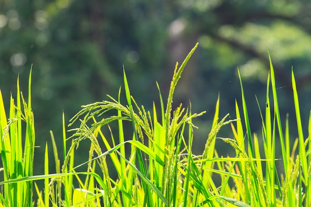 Riso verde in campo