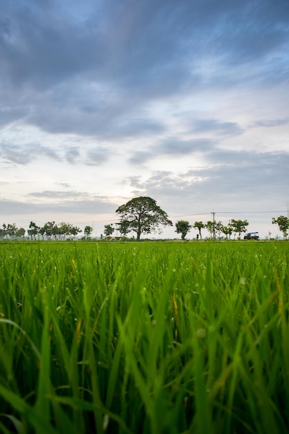 Riso verde in un campo di riso e un grande albero con le nuvole nel cielo