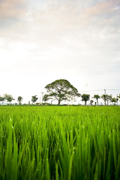 Riso verde in un campo di riso e un grande albero con le nuvole nel cielo