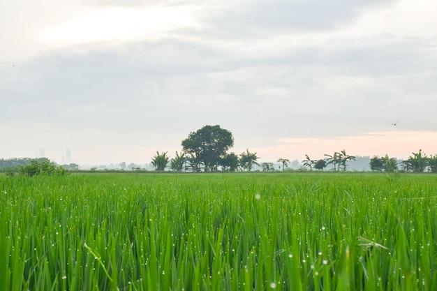 Riso verde in un campo di riso e un grande albero con le nuvole nel cielo