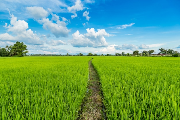 risone e campo di riso con cielo blu