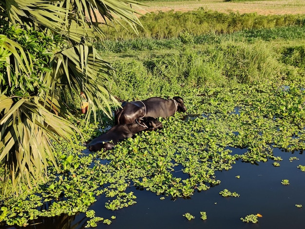 Ristoro di Bufalo d'acqua. Due bufali d'acqua che fanno il bagno nello stagno.