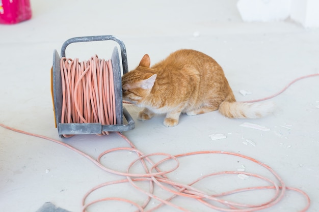 Ristrutturazione, riparazione e concetto di animale domestico - Gatto divertente dello zenzero seduto sul pavimento durante la ristrutturazione