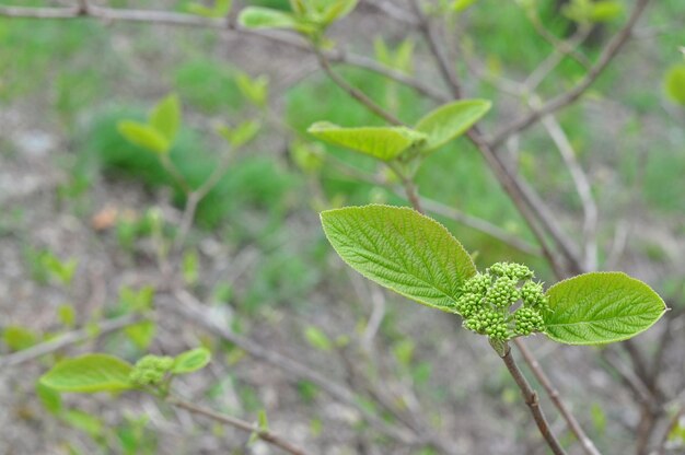 Risveglio primaverile degli alberiLe prime foglie e boccioli di infiorescenzeViburnum bushbokeh