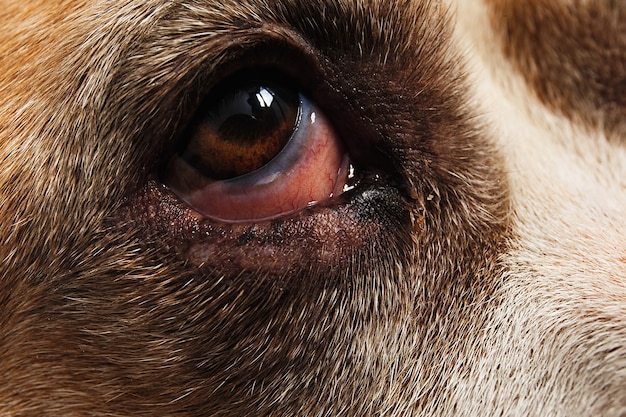 Ritaglia il cane che riposa sul pavimento del balcone