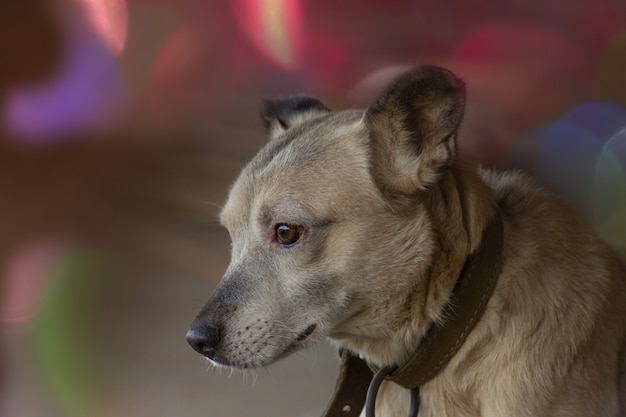 Ritaglia l'immagine della faccia del cane con occhi bellissimi