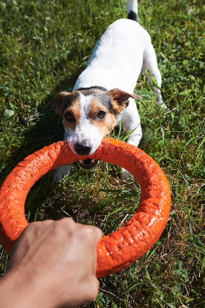 Ritaglia la mano che gioca con il cane