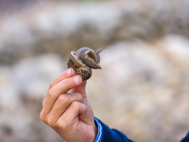 Ritaglia la mano di un maschio irriconoscibile che mostra una grande lumaca marrone su sfondo naturale sfocato