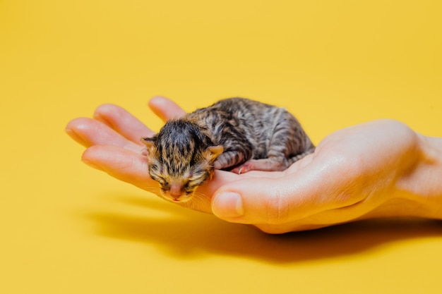 Ritaglia la persona con il gattino appena nato su sfondo giallo in studio