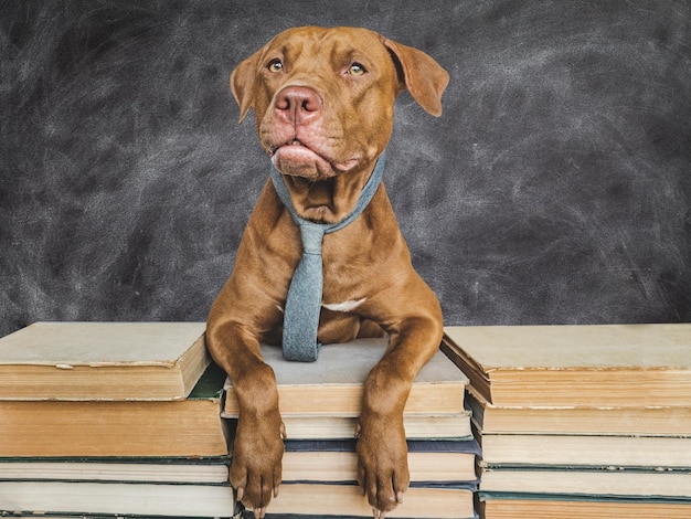 Ritorno a scuola Adorabile cucciolo adorabile e libri vintage