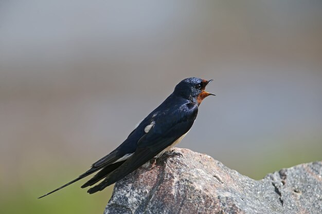 Ritratti barn swallow (Hirundo rustica) siede su una pietra.