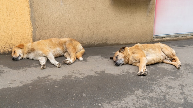 Ritratti di un cane senzatetto sul pavimento del sentiero della città