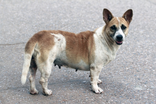 Ritratti di un vecchio cane senzatetto