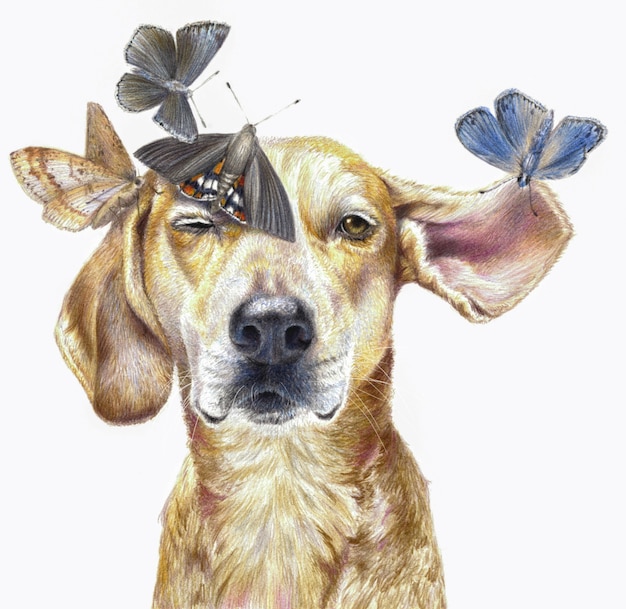 Ritratto a colori di un cane con farfalle isolato su uno sfondo bianco. Realistico disegno a matita colorata.