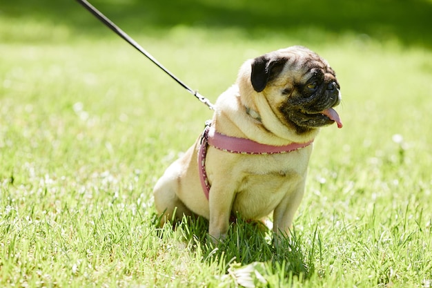 Ritratto a figura intera di simpatico cane carlino seduto sull'erba verde nel parco e godendo di una passeggiata alla luce del sole co