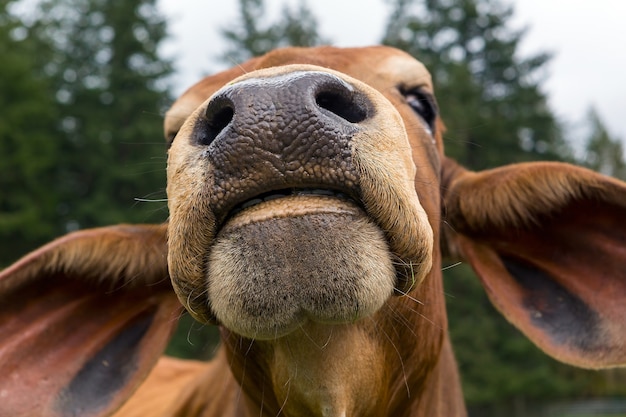 Ritratto a macroistruzione del primo piano del naso della narice e della bocca del bestiame di Brahman