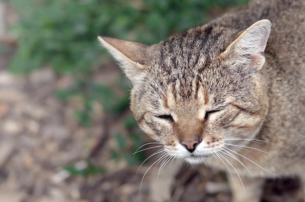 Ritratto a muso di un gatto tabby a righe grigie con occhi verdi, messa a fuoco selettiva, concetto di umore triste