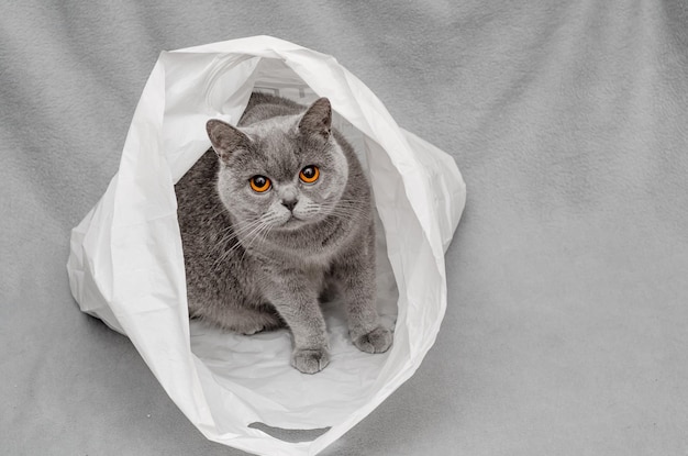 Ritratto ad alto angolo del gatto a letto a casa
