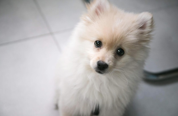 Ritratto ad alto angolo di un adorabile cucciolo di pomeraniano a casa