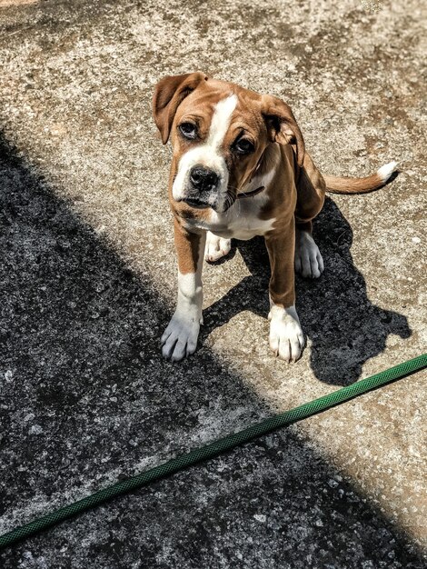 Ritratto ad alto angolo di un cane in piedi all'aperto.