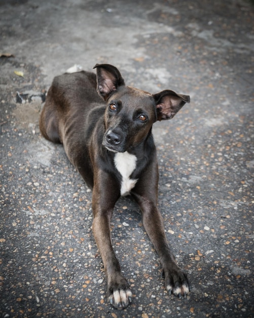 Ritratto ad alto angolo di un cane randagio che si rilassa sul sentiero