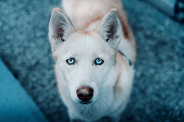Ritratto ad alto angolo di un cane
