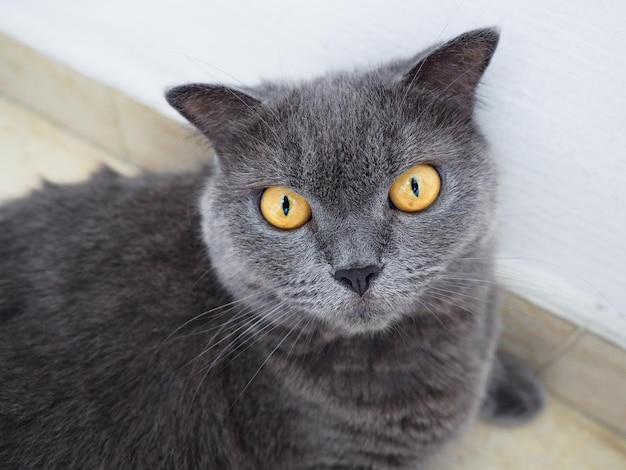Ritratto ad alto angolo di un gatto grigio a casa