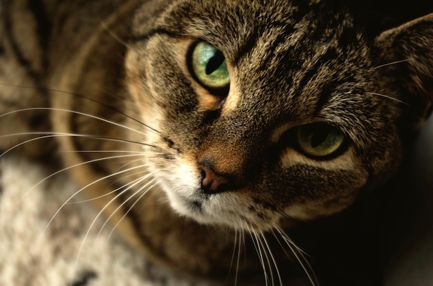 Ritratto ad alto angolo di un gatto tabby