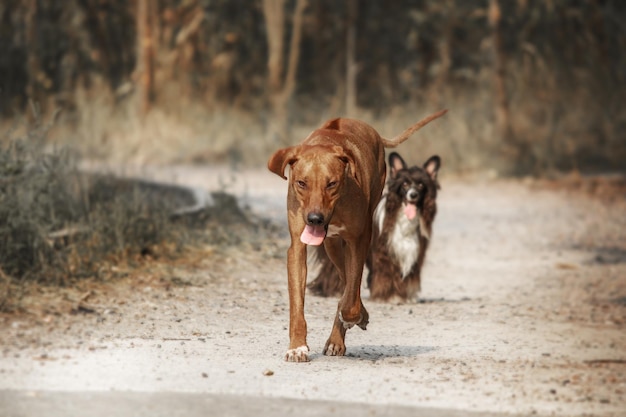 Ritratto all'aperto del cane di Rhodesian Ridgeback