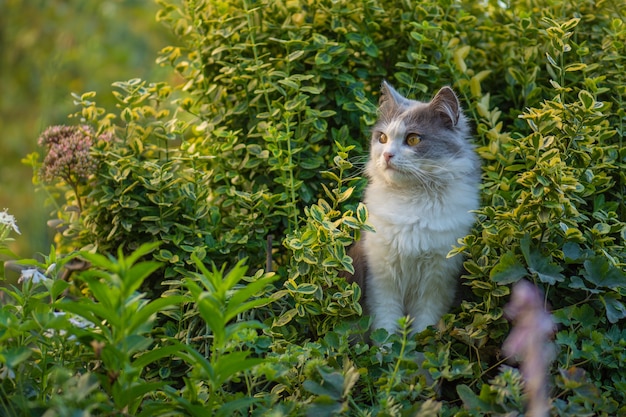 Ritratto all'aperto del gatto che gioca con i fiori in un giardino. Il giovane gatto cammina e gode di un bellissimo giardino. Momento atmosferico in natura all'aperto.