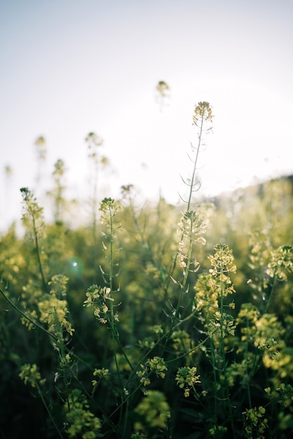 Ritratto all'aperto di fiori gialli di campo