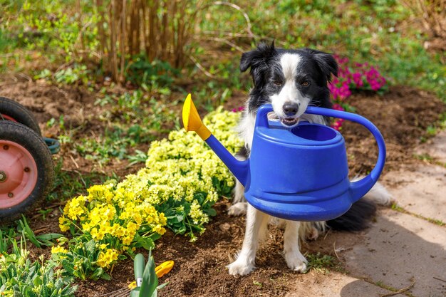 Ritratto all'aperto di simpatico cane border collie che tiene annaffiatoio in bocca sullo sfondo del giardino divertente