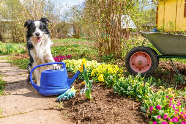 Ritratto all'aperto di simpatico cane border collie con annaffiatoio e carrello da giardino sullo sfondo del giardino Divertente cucciolo di cane come giardiniere che va a prendere annaffiatoio per l'irrigazione Concetto di giardinaggio e agricoltura