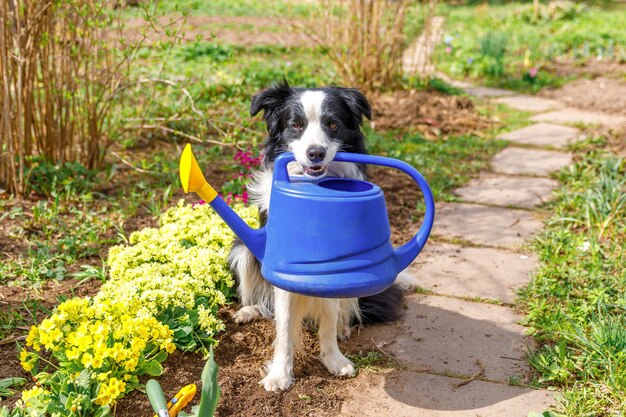 Ritratto all'aperto di simpatico cane border collie con annaffiatoio in bocca sullo sfondo del giardino divertente ...