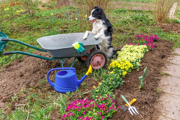 Ritratto all'aperto di simpatico cane border collie con carriola carrello da giardino in giardino sfondo divertente p...