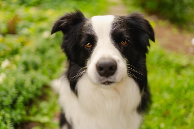 Ritratto all'aperto di un simpatico cucciolo border collie sorridente seduto sullo sfondo del parco un cagnolino con