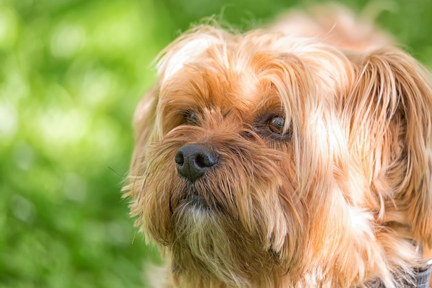 Ritratto alto vicino del cane dell'Yorkshire terrier contro fondo confuso verde all'aperto.