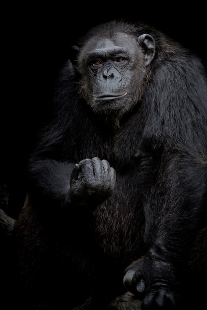 Ritratto alto vicino della gorilla isolato sul ritratto monocromatico nero