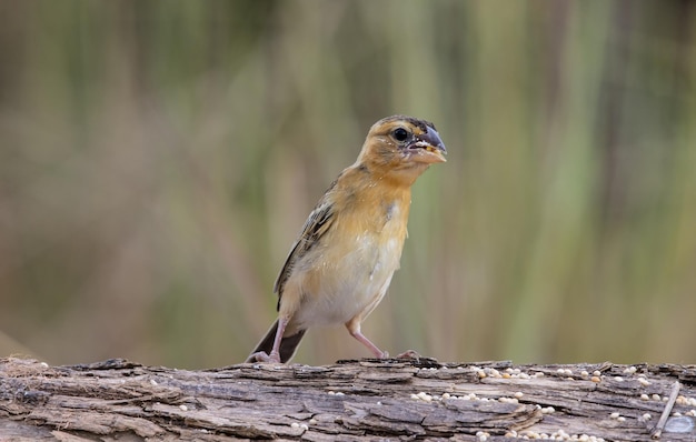 Ritratto animale asiatico del tessitore d'oro