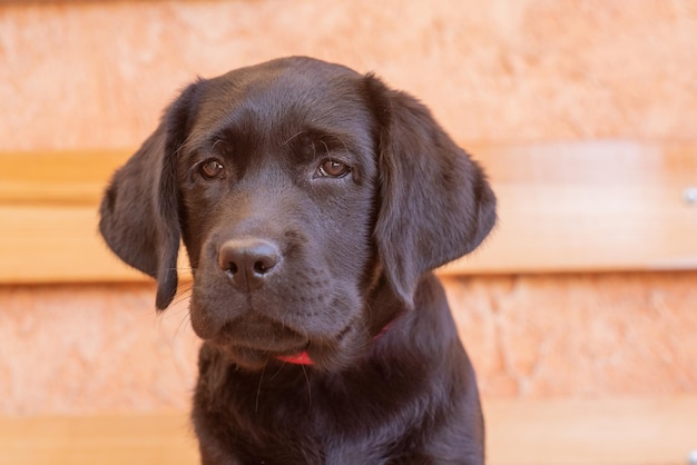 Ritratto animale di un cane da compagnia su sfondo beige Ritratto di un cucciolo di cane nero labrador retriever