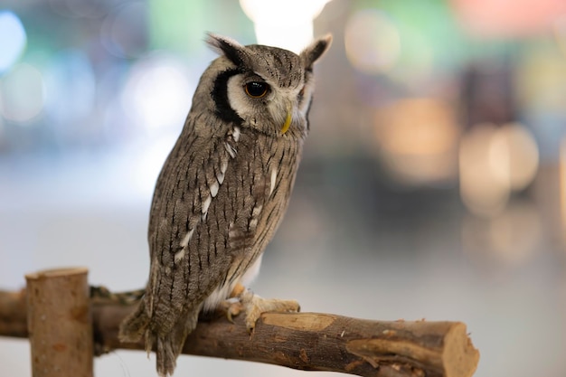 Ritratto animale di un gufo reale Bubo bubo