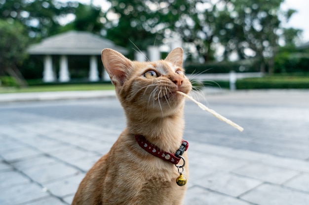 Ritratto arancio del gatto di soriano del primo piano Spuntini alimentari del cibo per gatti.
