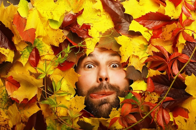 Ritratto artistico concettuale dell'uomo della barba autunnale Foglie colorate Foglie di alberi intorno a un volto emotivo L'autunno sta arrivando