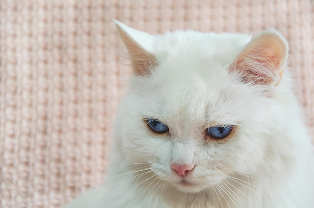 Ritratto bianco Angora gatto con bellissimi occhi azzurri è seduto e con rabbia guardando dritto